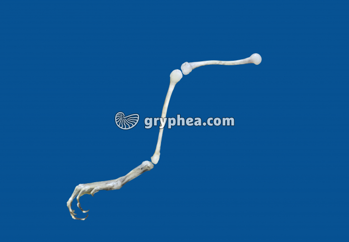 Patte post part - gryphea.com